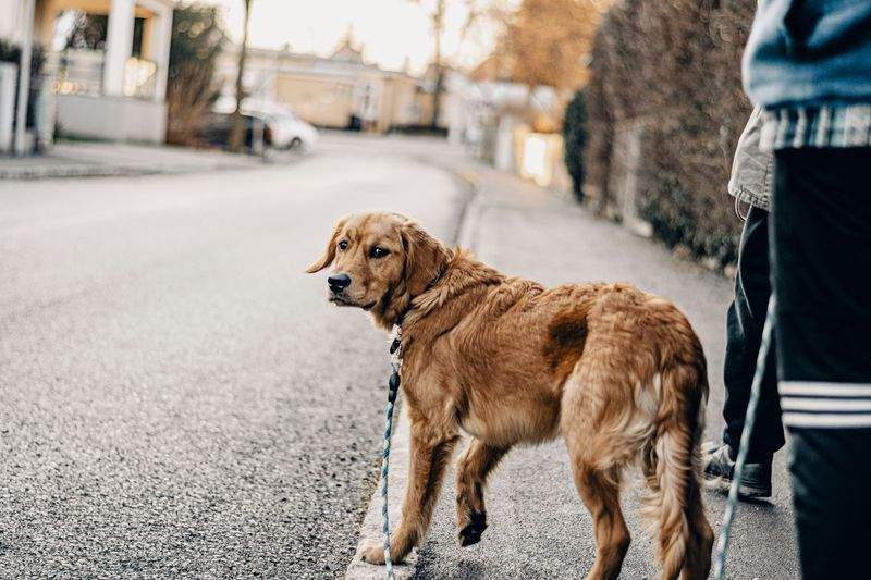 Fem tegn på at hunden din trenger litt mer aktivitet i hverdagen